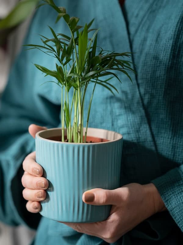 Ikea CHAMAEDOREA ELEGANS - Potted plant, Parlour palm, 9 cm