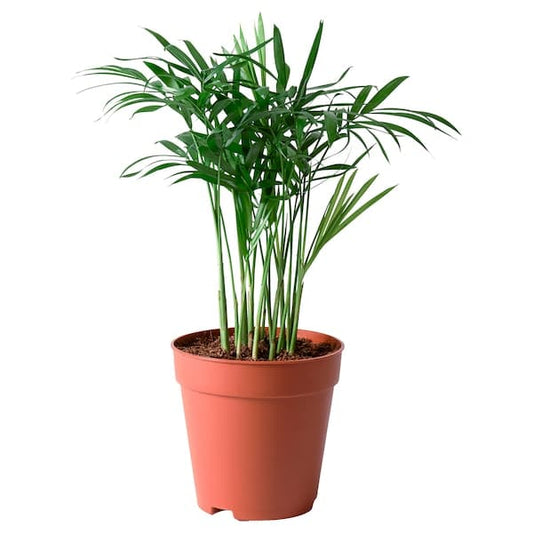 Ikea CHAMAEDOREA ELEGANS - Potted plant, Parlour palm, 9 cm