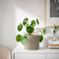 CHIAFRÖN - Plant pot, in/outdoor light grey, 15 cm - best price from Maltashopper.com 40567996