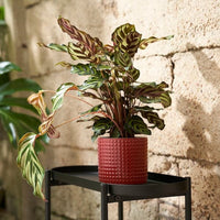 CHIAFRÖN - Plant pot, in/outdoor red, 12 cm - best price from Maltashopper.com 10574564