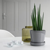 CITRUSFRUKT - Plant pot with saucer, in/outdoor grey, 12 cm - best price from Maltashopper.com 50508435