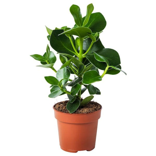 CLUSIA - Potted plant, Clusia, 12 cm - best price from Maltashopper.com 70234562
