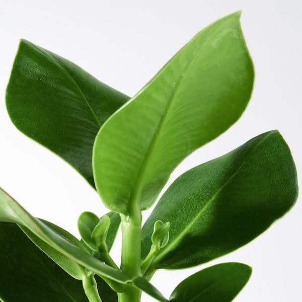 Ikea CLUSIA - Potted plant, Clusia, 12 cm