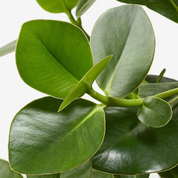 Ikea CLUSIA - Potted plant, Clusia, 12 cm
