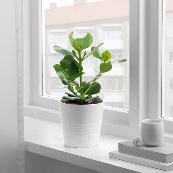 Ikea CLUSIA - Potted plant, Clusia, 12 cm