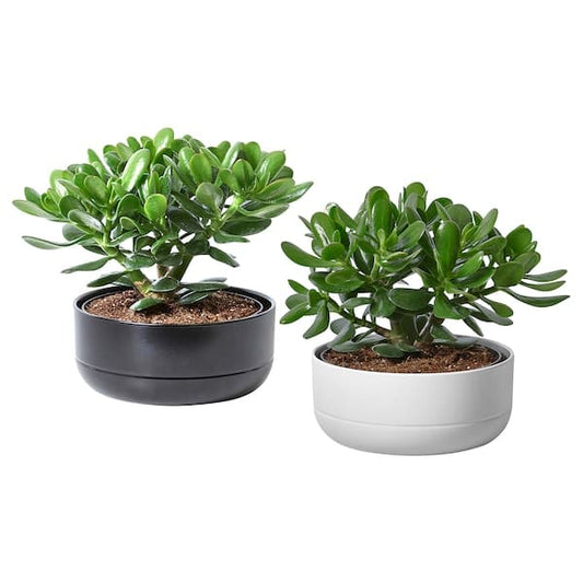 CRASSULA OVATA - Potted plant with pot, Money tree, 22 cm - best price from Maltashopper.com 10485370