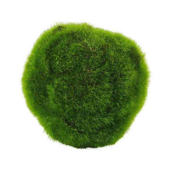 MOSS Green moss ballØ 17,5 cm - best price from Maltashopper.com CS670845