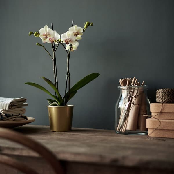 DAIDAI - Plant pot, brass-colour, 9 cm - best price from Maltashopper.com 70359401