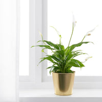 DAIDAI - Plant pot, brass-colour, 12 cm - best price from Maltashopper.com 70359420
