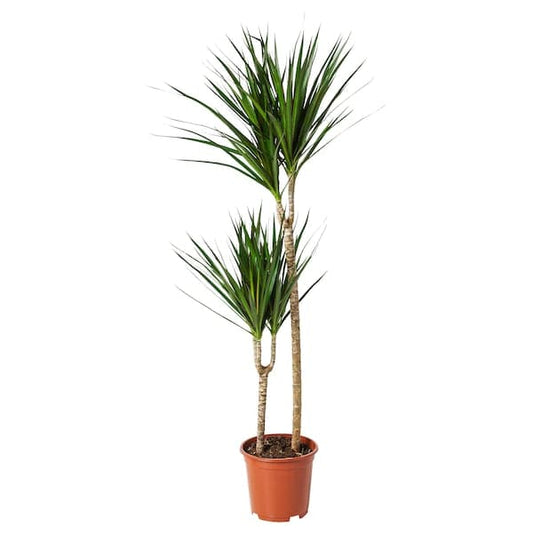 DRACAENA MARGINATA - Potted plant, Dragon tree/2-stem, 19 cm - best price from Maltashopper.com 40408455