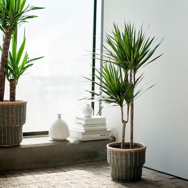 DRACAENA MARGINATA - Potted plant, Dragon tree/2-stem, 19 cm - best price from Maltashopper.com 40408455