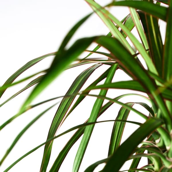 DRACAENA MARGINATA - Potted plant, Dragon tree/2-stem, 19 cm - best price from Maltashopper.com 40408455