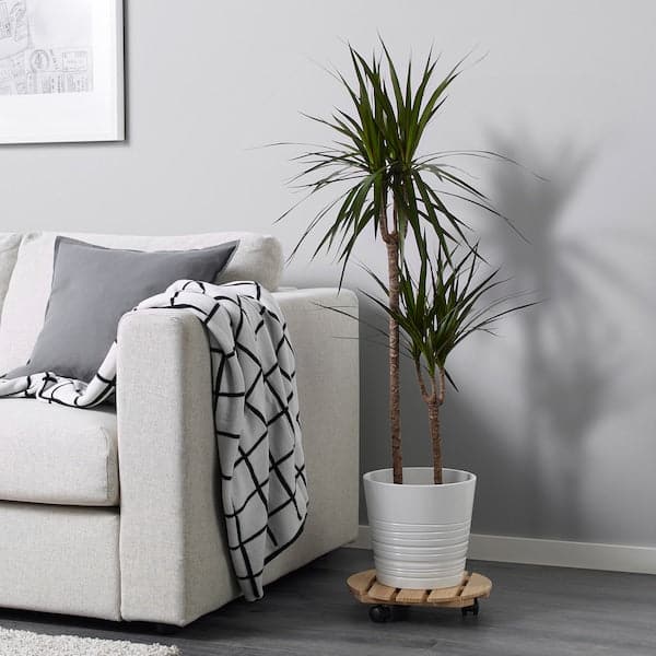 Ikea DRACAENA MARGINATA - Potted plant, Dragon tree/2-stem, 19 cm