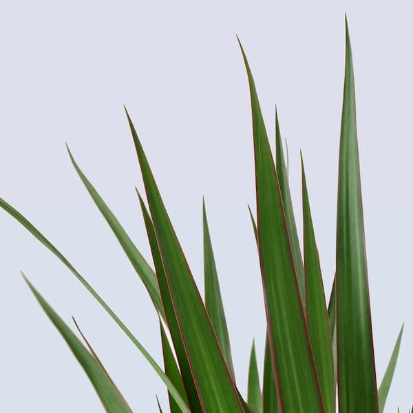 Ikea DRACAENA MARGINATA - Potted plant, Dragon tree/4-stem, 27 cm