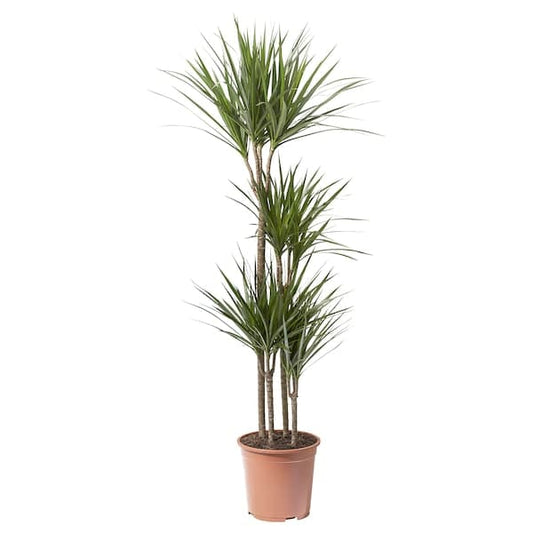 DRACAENA MARGINATA - Potted plant, Dragon tree/4-stem, 27 cm - best price from Maltashopper.com 50515488