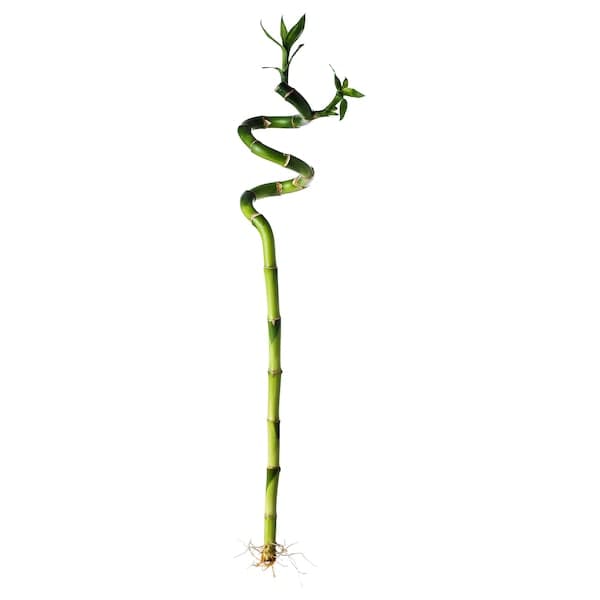 DRACAENA - Plant, Lucky bamboo/spiral, 45 cm - best price from Maltashopper.com 50064589