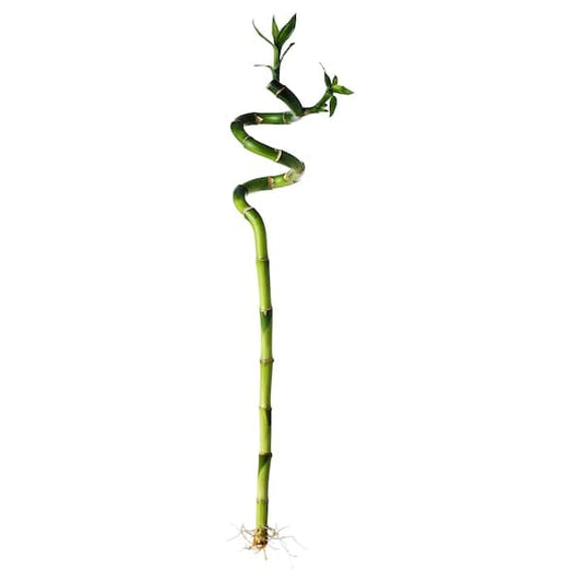 DRACAENA - Plant, Lucky bamboo/spiral, 45 cm - best price from Maltashopper.com 50064589