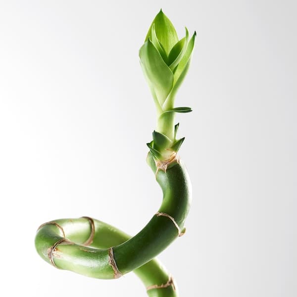 DRACAENA - Plant, Lucky bamboo/spiral, 45 cm - best price from Maltashopper.com 50064589