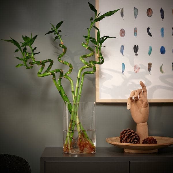 DRACAENA - Plant, Lucky bamboo/spiral, 45 cm - best price from Maltashopper.com 50064589