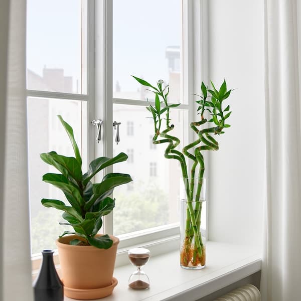 DRACAENA - Plant, Lucky bamboo/spiral, 45 cm - best price from Maltashopper.com 50064589