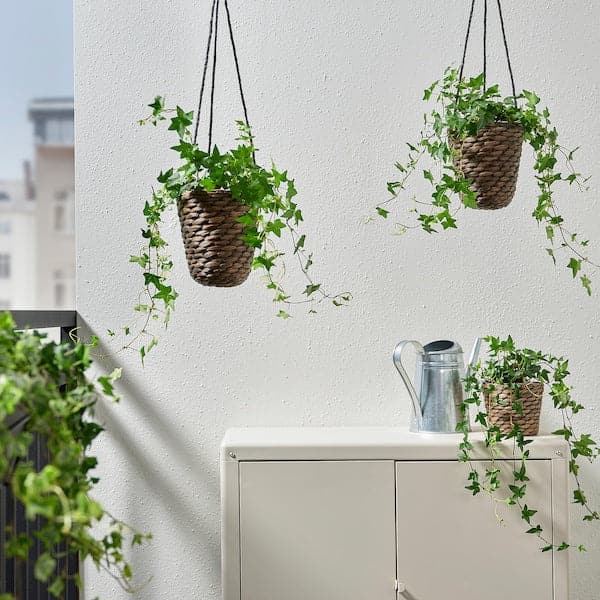 DRUVFLÄDER - Hanging planter, water hyacinth/grey, 14 cm - best price from Maltashopper.com 00241815