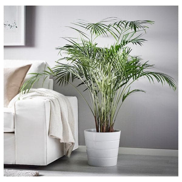 Ikea DYPSIS LUTESCENS - Potted plant, Areca palm, 24 cm