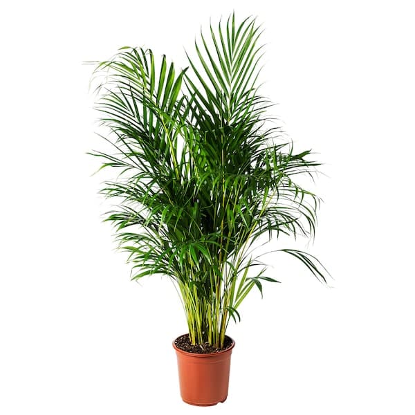 DYPSIS LUTESCENS - Potted plant, Areca palm, 24 cm - best price from Maltashopper.com 46804005