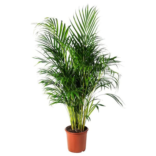 DYPSIS LUTESCENS - Potted plant, Areca palm, 24 cm - best price from Maltashopper.com 46804005