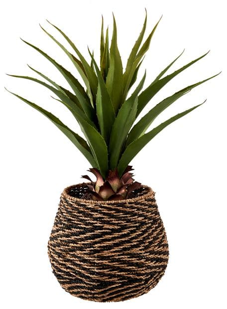 VERA Aloe vera green H 75 cm - Ø 15 cm - best price from Maltashopper.com CS592949