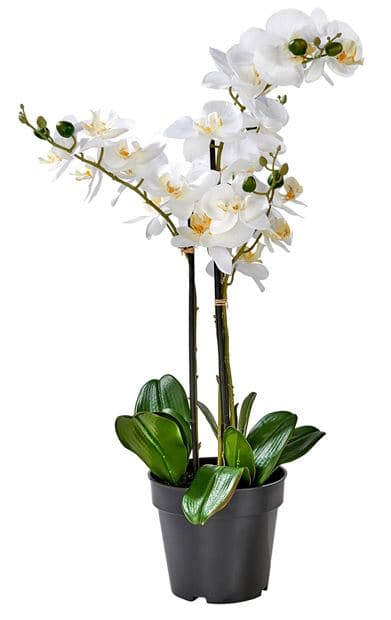 ORCHID Orchid in white potL 68 cm - Ø 19 cm - best price from Maltashopper.com CS642152