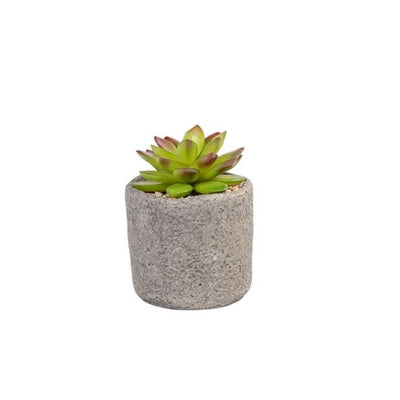 GRANIT Succulent plant in green pot H 11.5 cm - Ø 7.5 cm - best price from Maltashopper.com CS653198