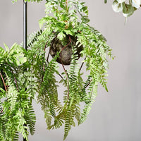 GREENERY Hanging pot with green fern H 22 cm - Ø 33 cm - best price from Maltashopper.com CS624897
