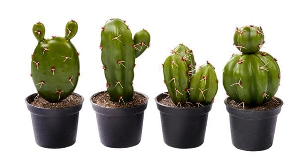 MEXICO cactus in pot, 4 shapes