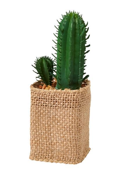 CACTUS COLOR SUCCULENT 4 shapes, 3 color variants - best price from Maltashopper.com CS668829