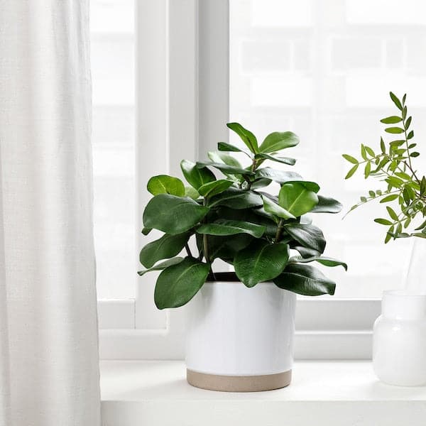 Ikea FEJKA - Artificial potted plant, in/outdoor Clusia, 12 cm