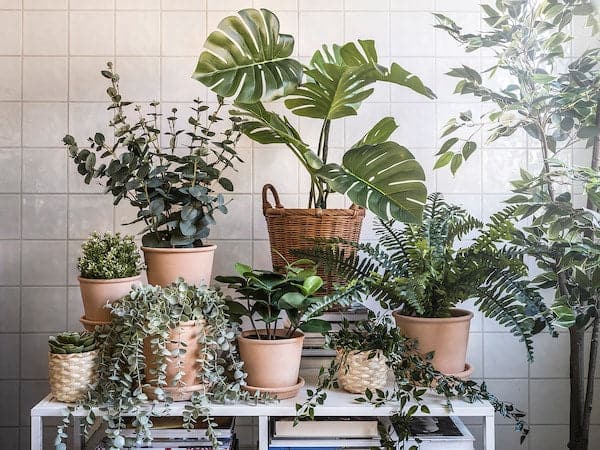 FEJKA - Artificial potted plant, in/outdoor Clusia, 12 cm - best price from Maltashopper.com 70493348
