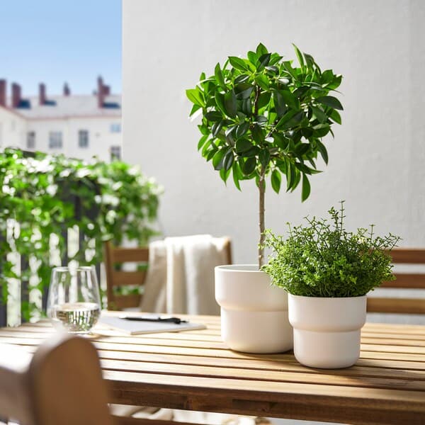 FEJKA - Artificial potted plant, in/outdoor/Weeping fig stem, 12 cm - best price from Maltashopper.com 00395308