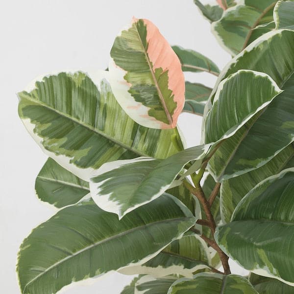FEJKA - Artificial potted plant, in/outdoor Rubber plant, 23 cm - best price from Maltashopper.com 60548313