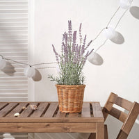 FEJKA - Artificial potted plant, in/outdoor/Lavender lilac, 12 cm - best price from Maltashopper.com 50571691