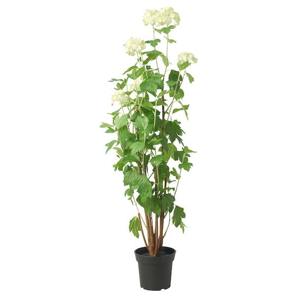 FEJKA - Artificial potted plant, in/outdoor snowball, 15 cm - best price from Maltashopper.com 60571695