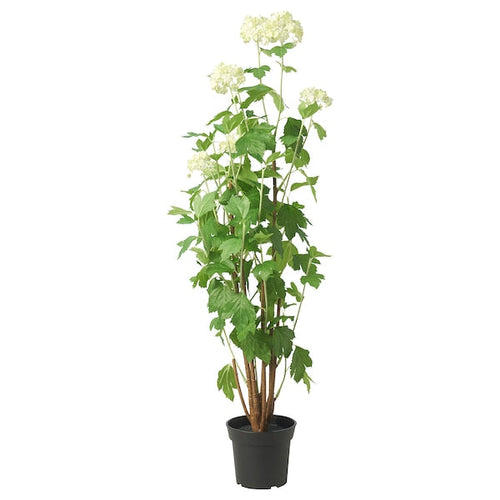 FEJKA - Artificial potted plant, in/outdoor snowball, 15 cm