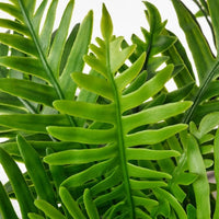 FEJKA - Artificial potted plant, in/outdoor Whitley Giant, 9 cm - best price from Maltashopper.com 50493349