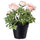 FEJKA artificial potted plant, in/outdoor/Ranunculus pink, 12 cm