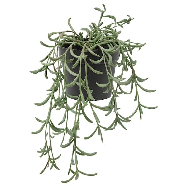 Ikea FEJKA - Artificial potted plant, in/outdoor/String of bananas hanging, 9 cm