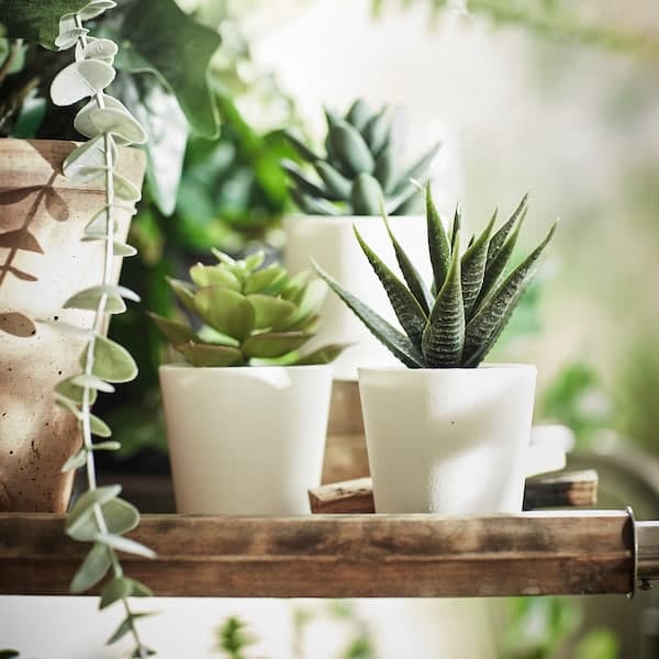 FEJKA - Artificial potted plant with pot, in/outdoor Succulent, 6 cm 3 pack - best price from Maltashopper.com 50519764