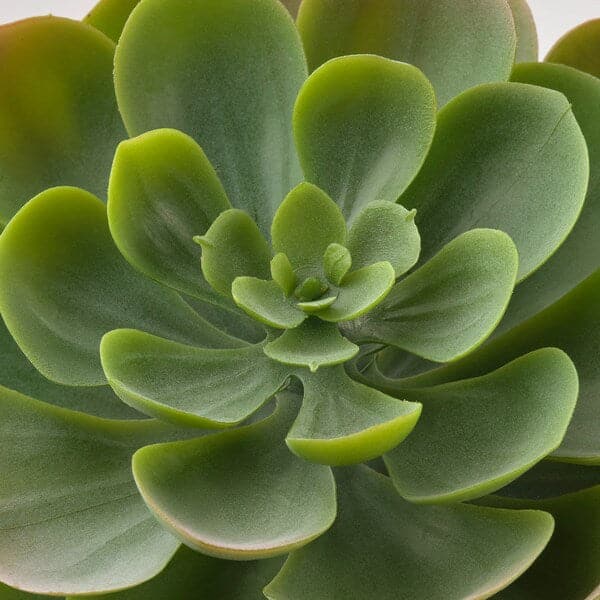 FEJKA - Artificial potted plant, in/outdoor Succulent, 9 cm - best price from Maltashopper.com 70395300