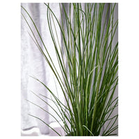FEJKA - Artificial potted plant, grass, 17 cm - best price from Maltashopper.com 70186660