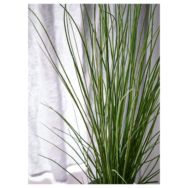 FEJKA - Artificial potted plant, grass, 17 cm - best price from Maltashopper.com 70186660