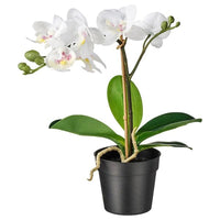 FEJKA - Artificial potted plant, Orchid white, 9 cm - best price from Maltashopper.com 00285908