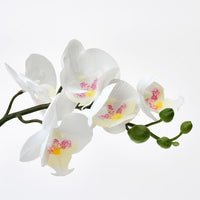 FEJKA - Artificial potted plant, Orchid white, 9 cm - best price from Maltashopper.com 00285908